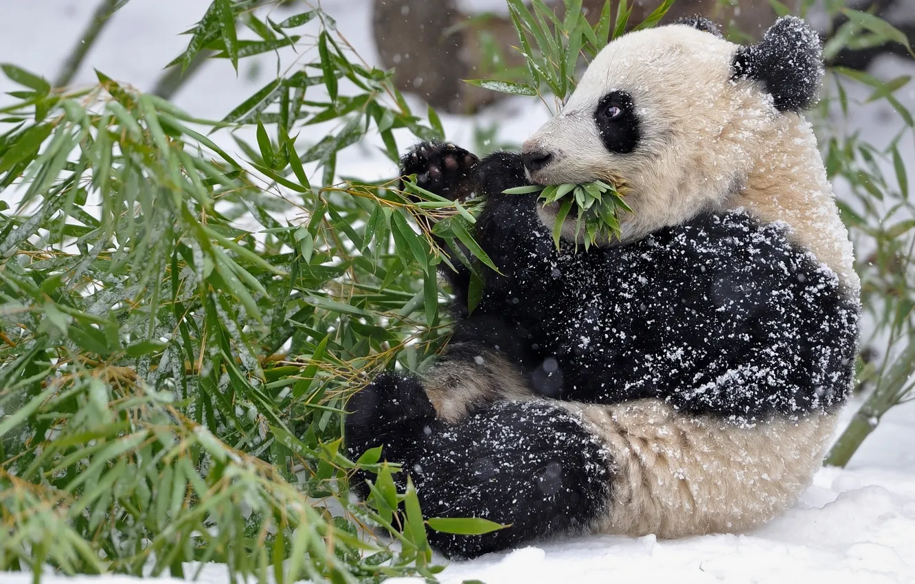 Фото обои зима, листья, снег, ветки, бамбук, панда