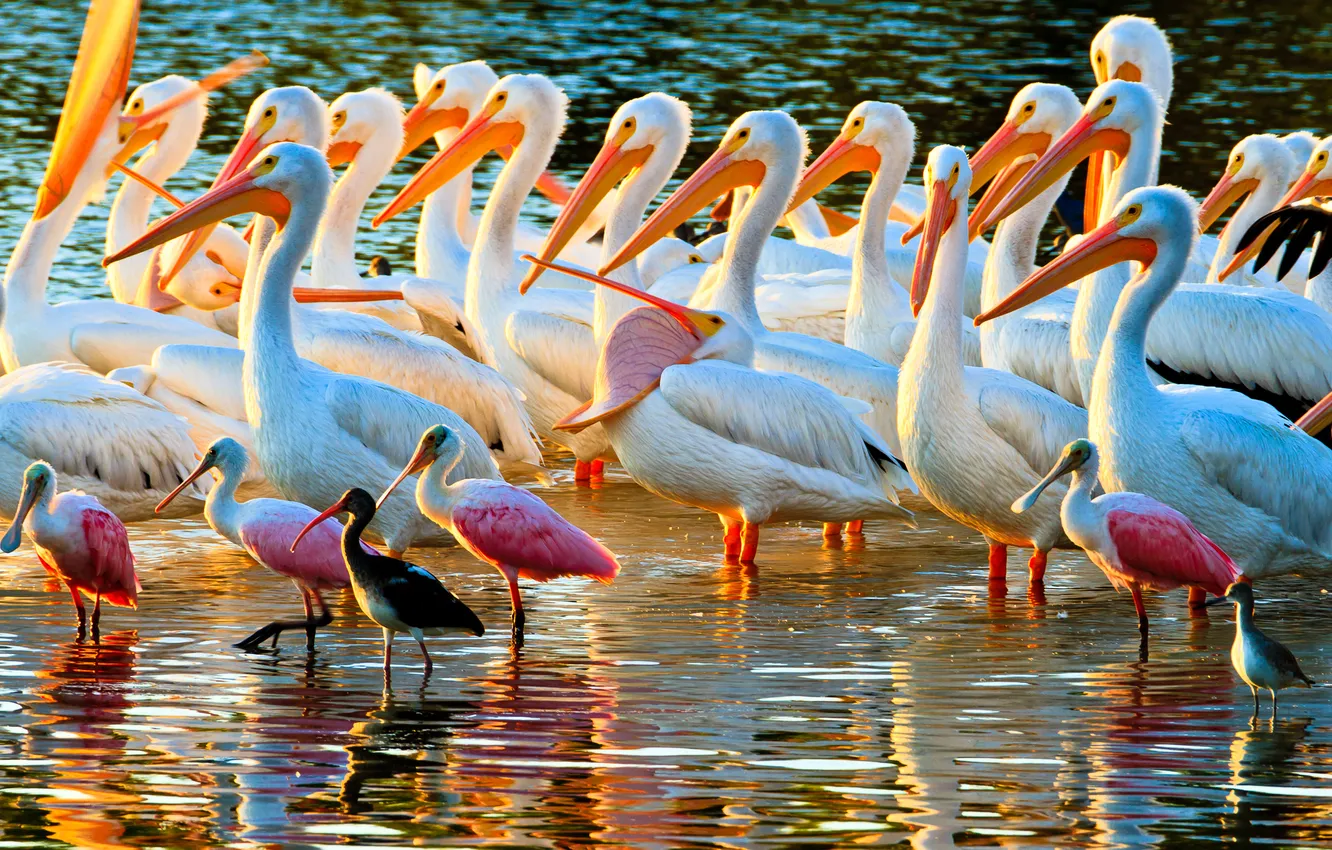 Фото обои вода, птицы, берег, цвет, перья, клюв, пеликаны