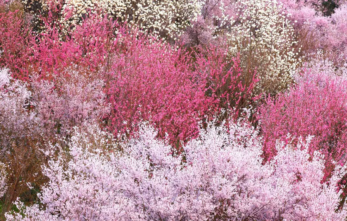 Фото обои весна, Япония, цветение, кусты, Фукусима, Hanamiyama Park