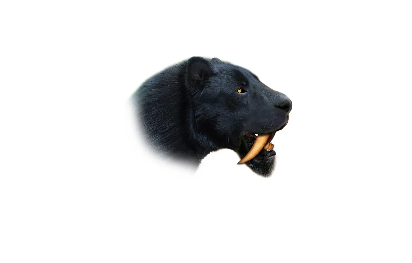 Фото обои кошка, хищник, шерсть, клыки