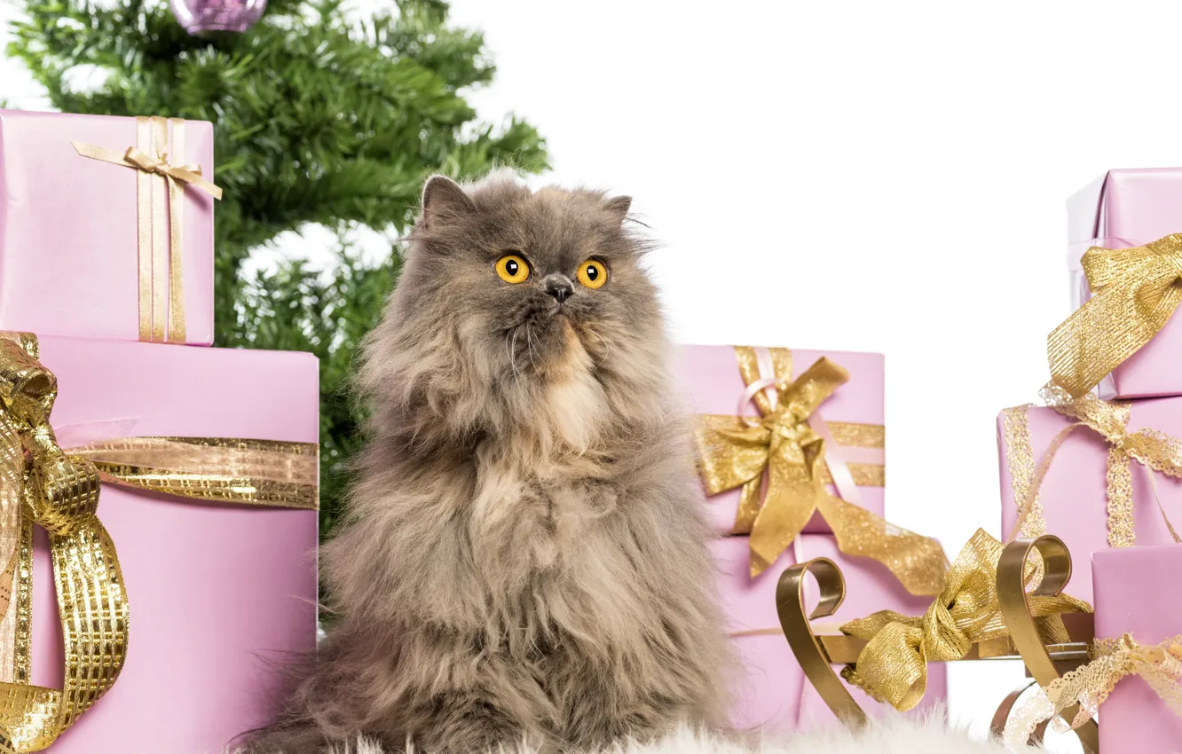 Фото обои кот, пушистый, перс, подарки, Новый год, коробки
