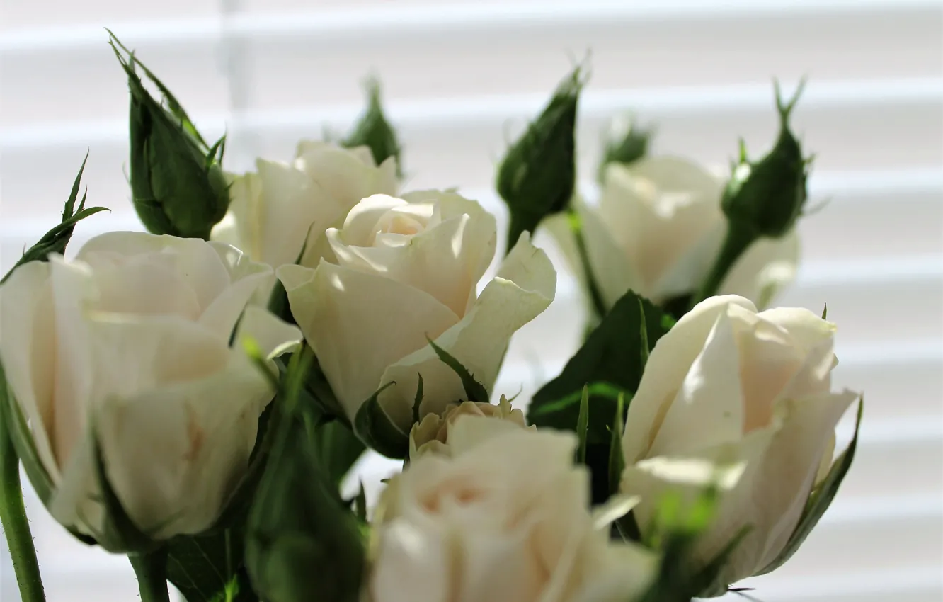 Фото обои цветы, розы, весна, белые розы, кустовые розы, кустовые розочки