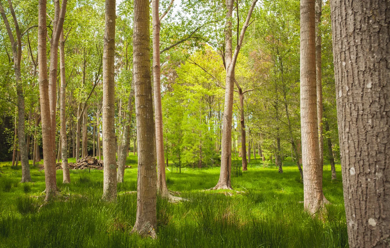 Фото обои лес, трава, деревья