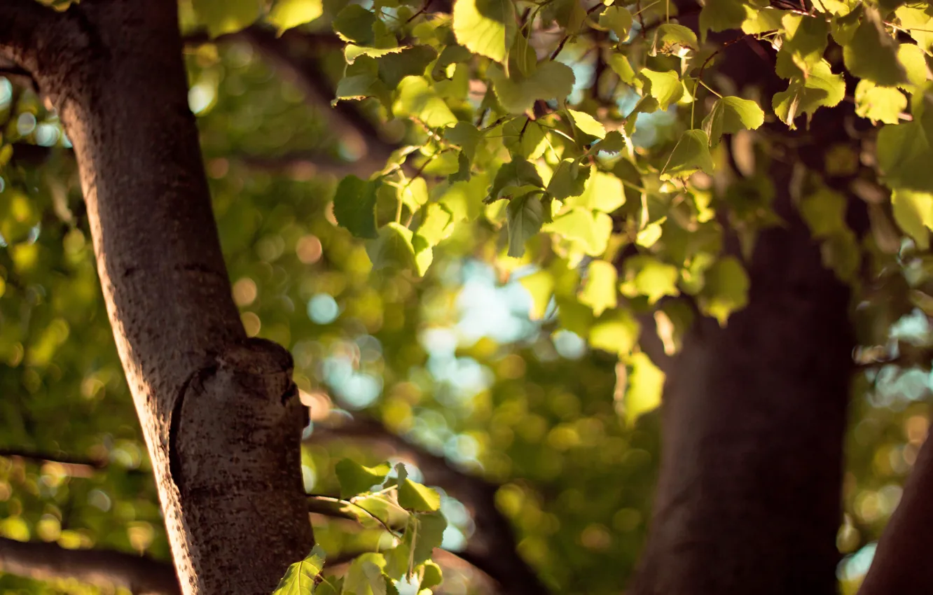 Фото обои осень, листья, жёлтый, дерево, green, листва, листок, фокус