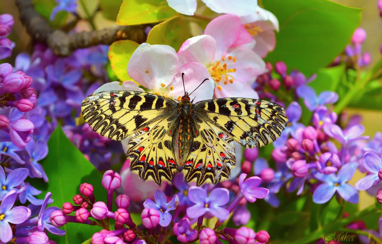 Фото обои Макро, Бабочка, Цветочки, Flowers, Macro, Butterfly