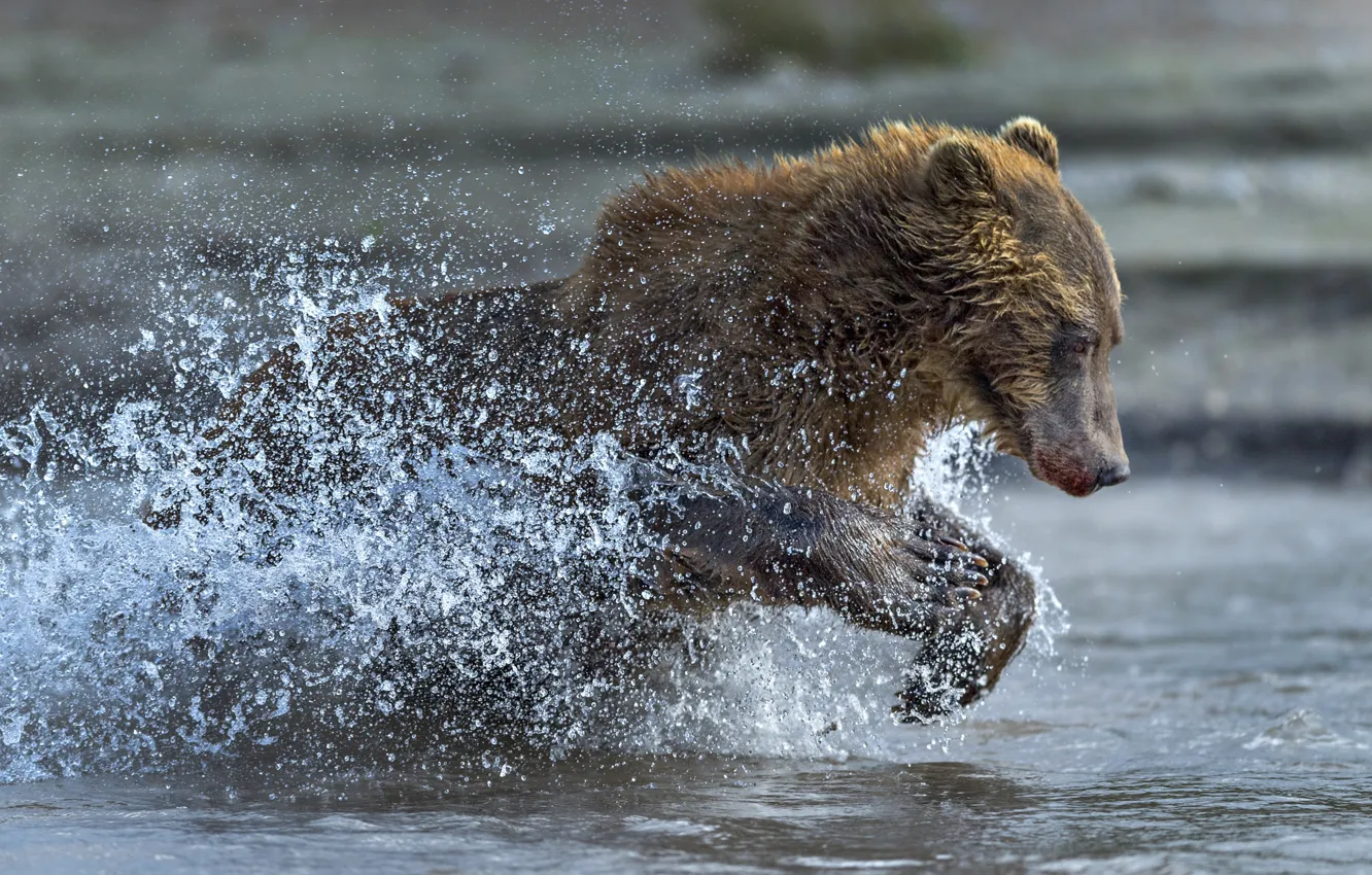 Фото обои вода, брызги, медведь, бег