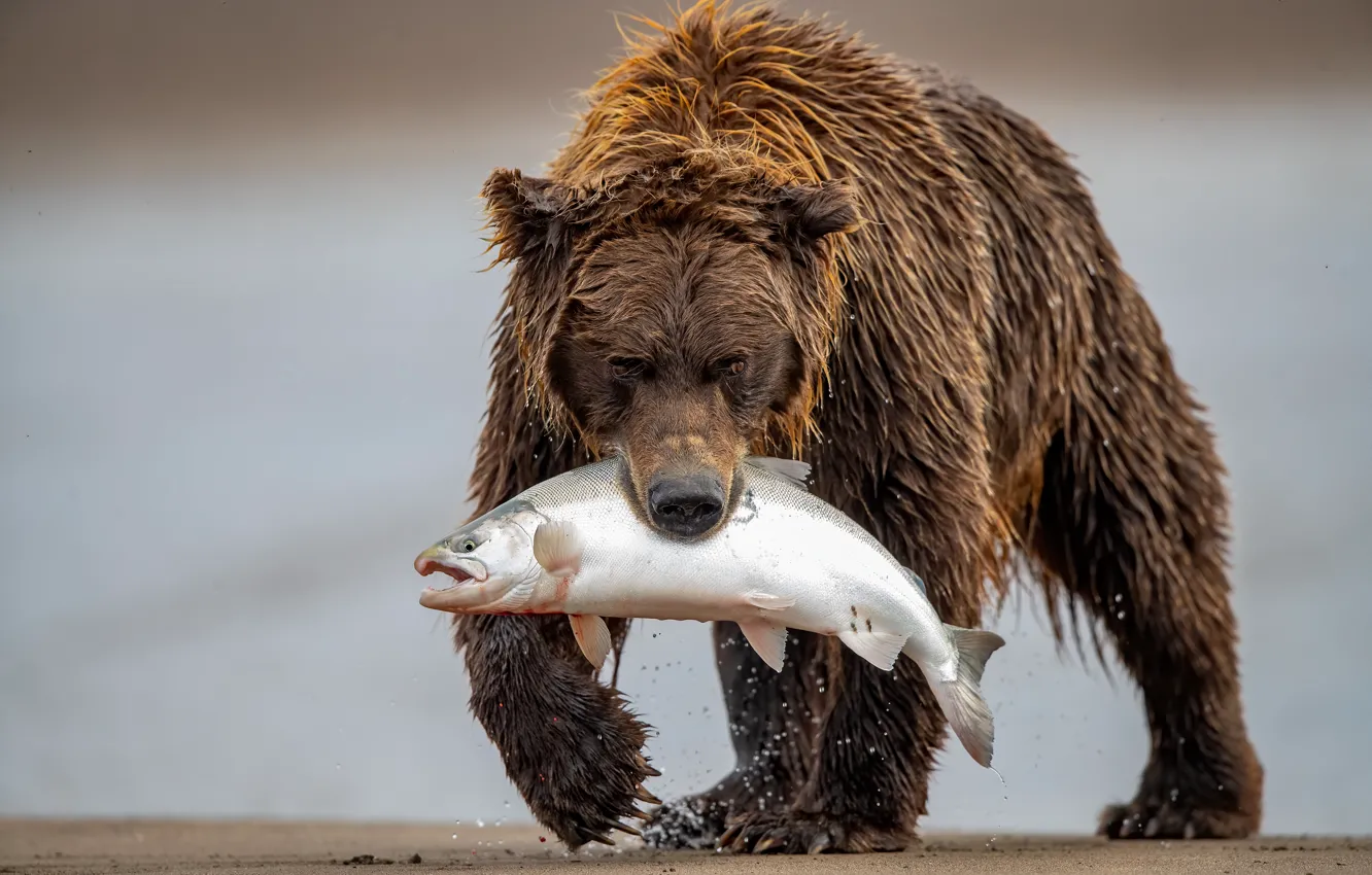 Фото обои рыба, медведь, добыча