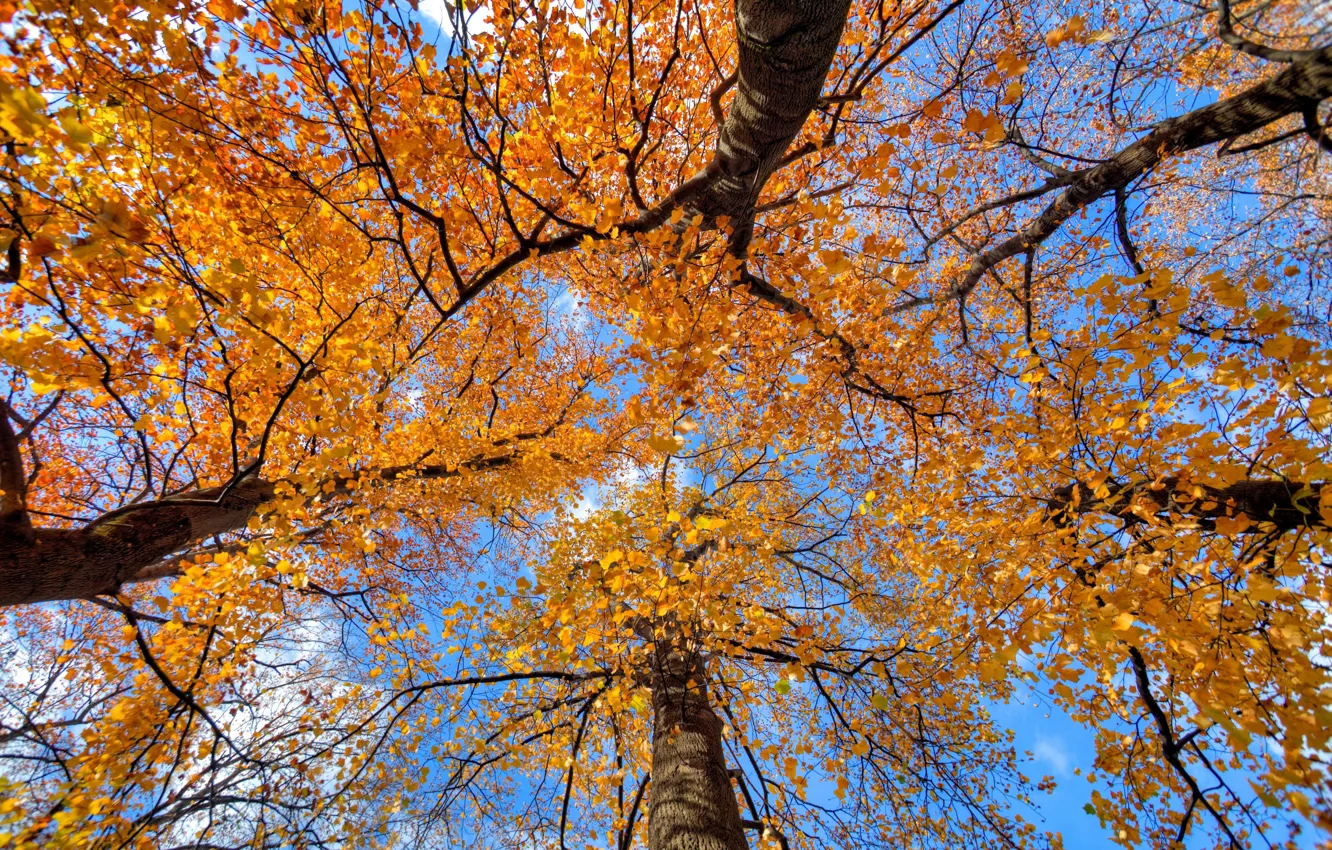 Фото обои осень, небо, листья, деревья, ствол
