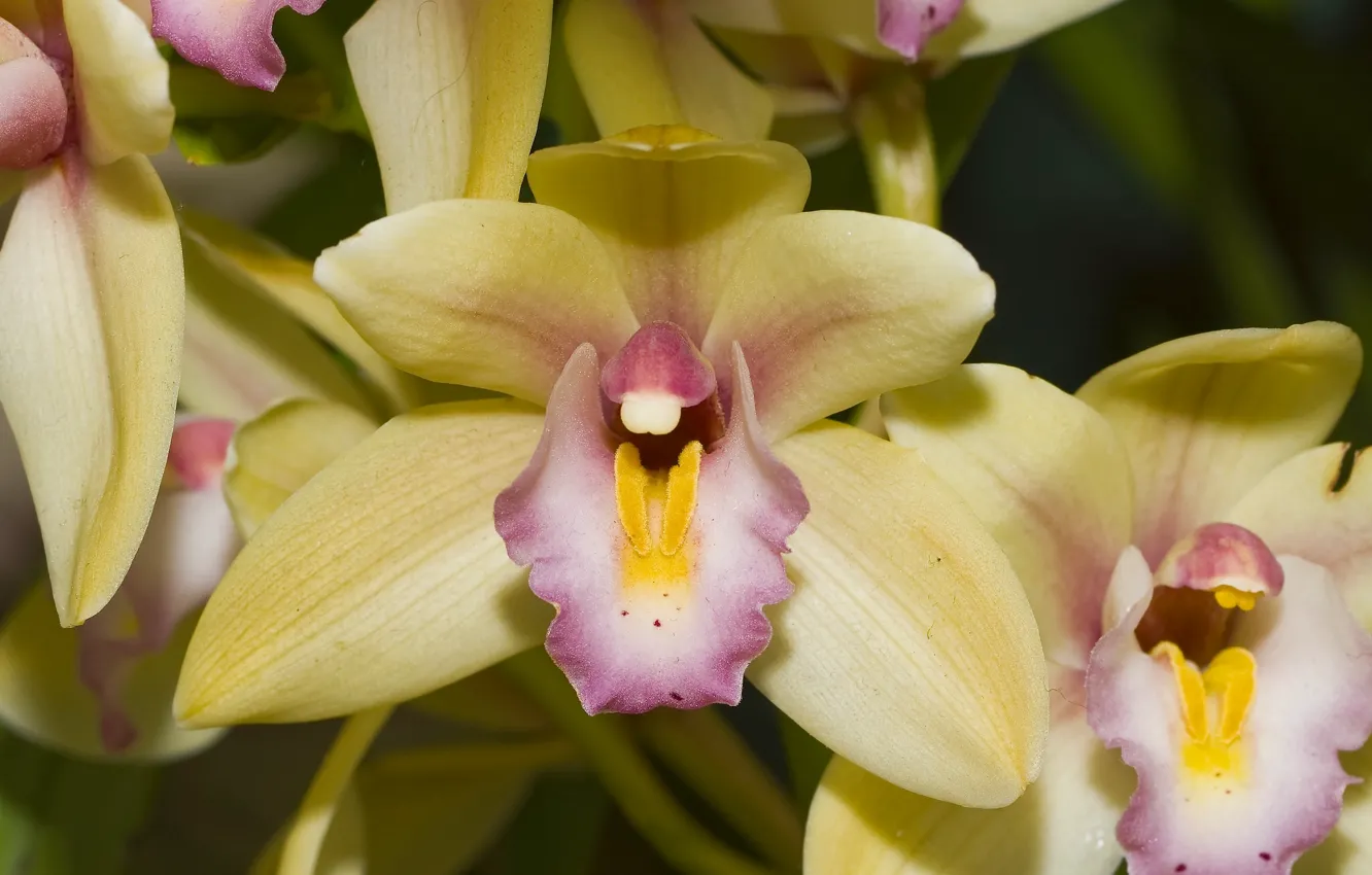 Фото обои макро, лепестки, орхидеи, экзотика