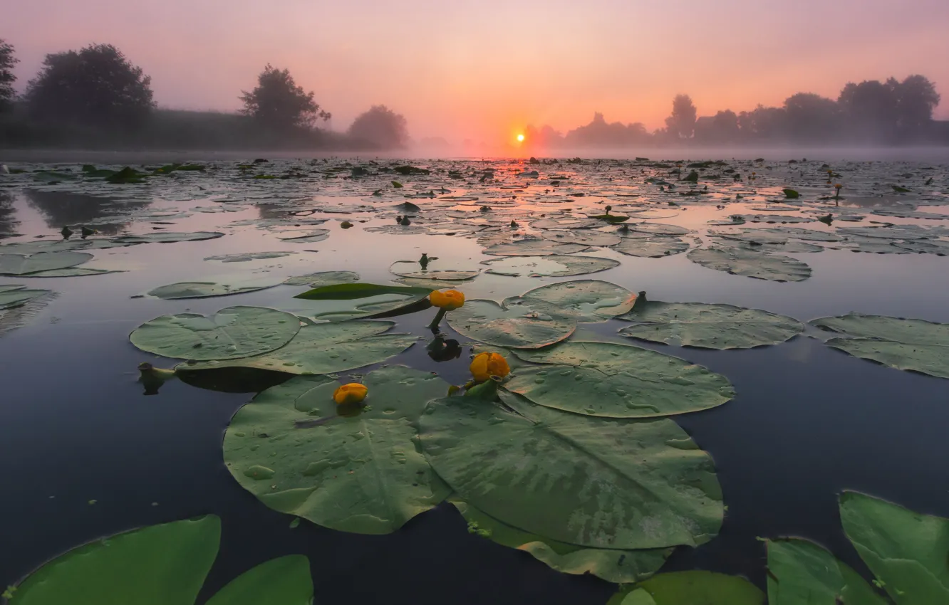 Фото обои туман, пруд, кувшинка