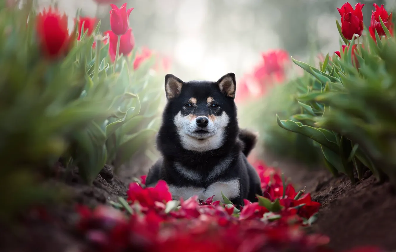 Фото обои взгляд, цветы, собака, лепестки, тюльпаны, боке, Сиба-ину