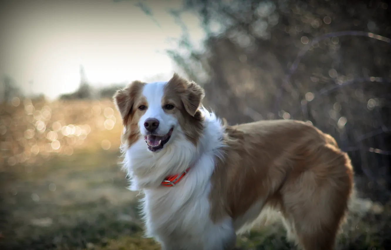 Фото обои взгляд, друг, собака