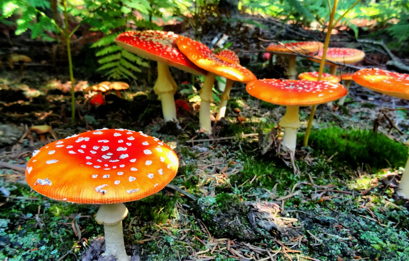 Фото обои лес, грибы, мухомор