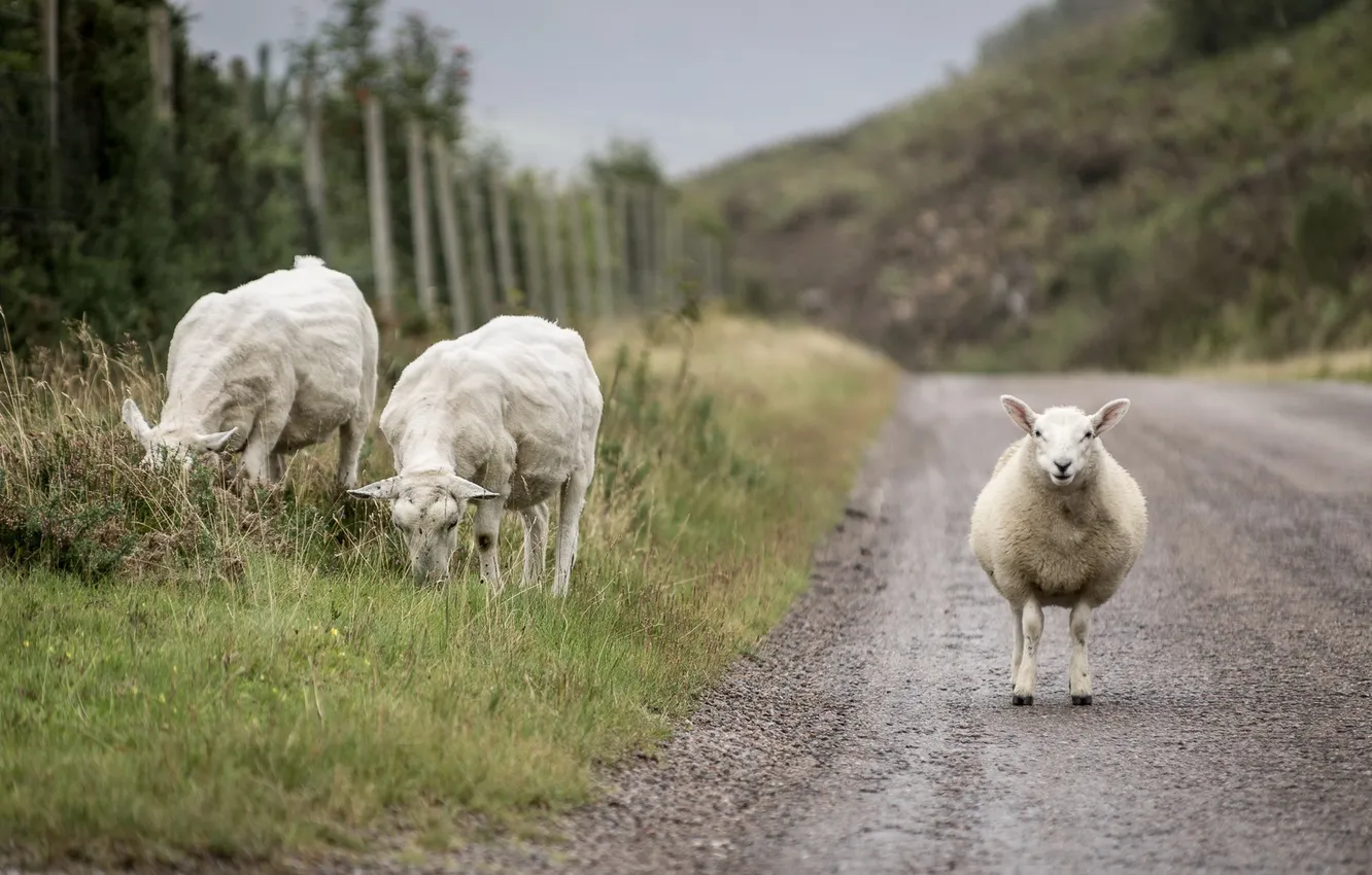 Фото обои дорога, природа, овцы