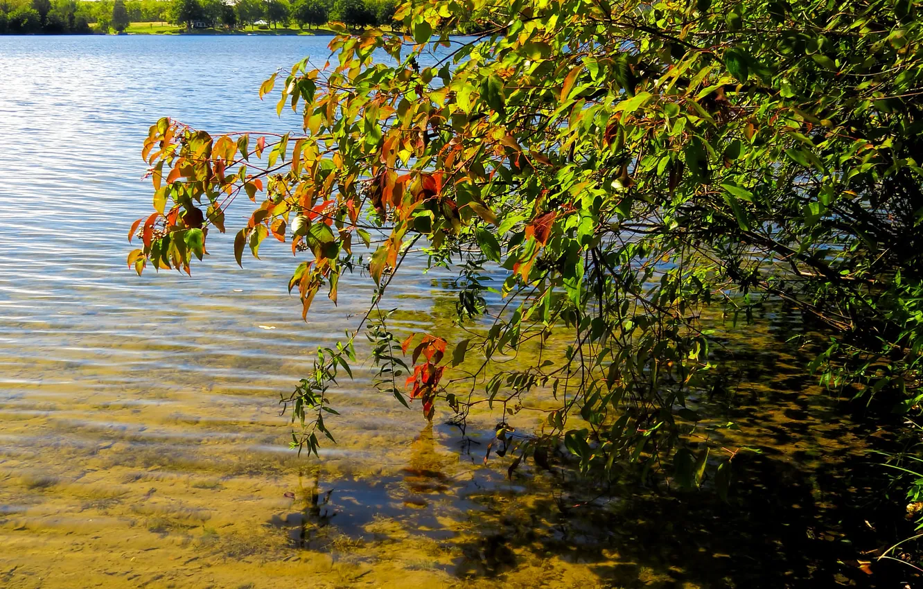 Фото обои осень, листья, вода, озеро, дерево