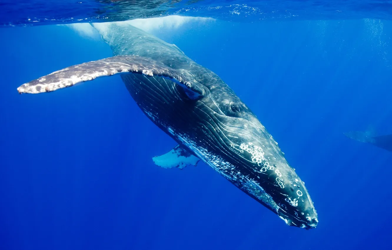 Фото обои ocean, blue, whale, mammal