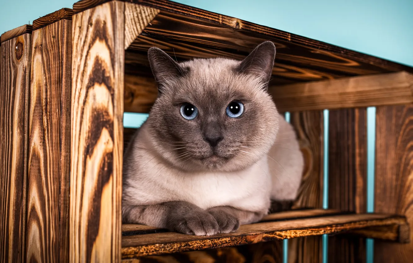 Фото обои кошка, кот, взгляд, доски, мордашка, сиамский