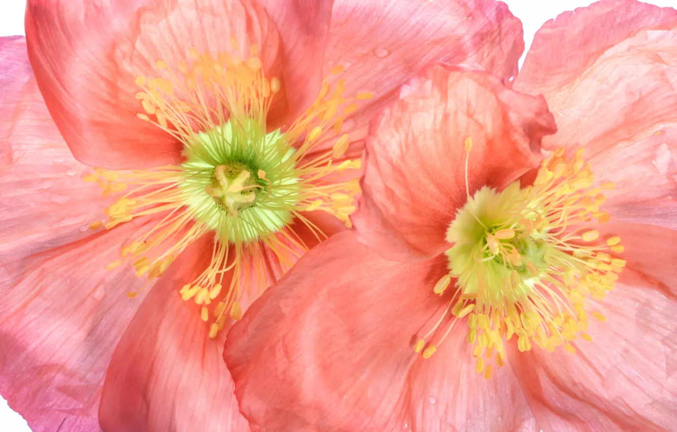 Фото обои макро, мак, лепестки