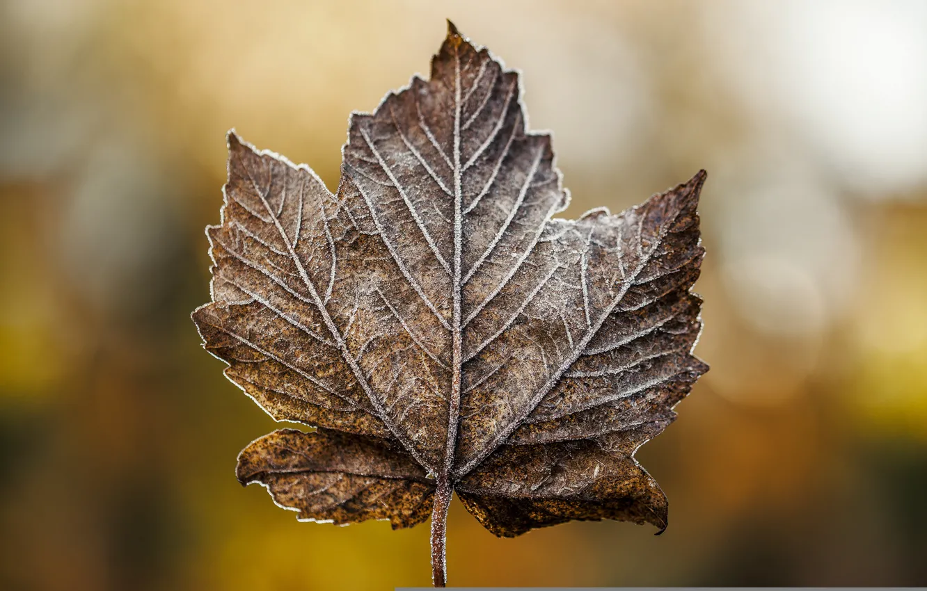 Фото обои зима, иней, макро, лист, сухой, Декабрь