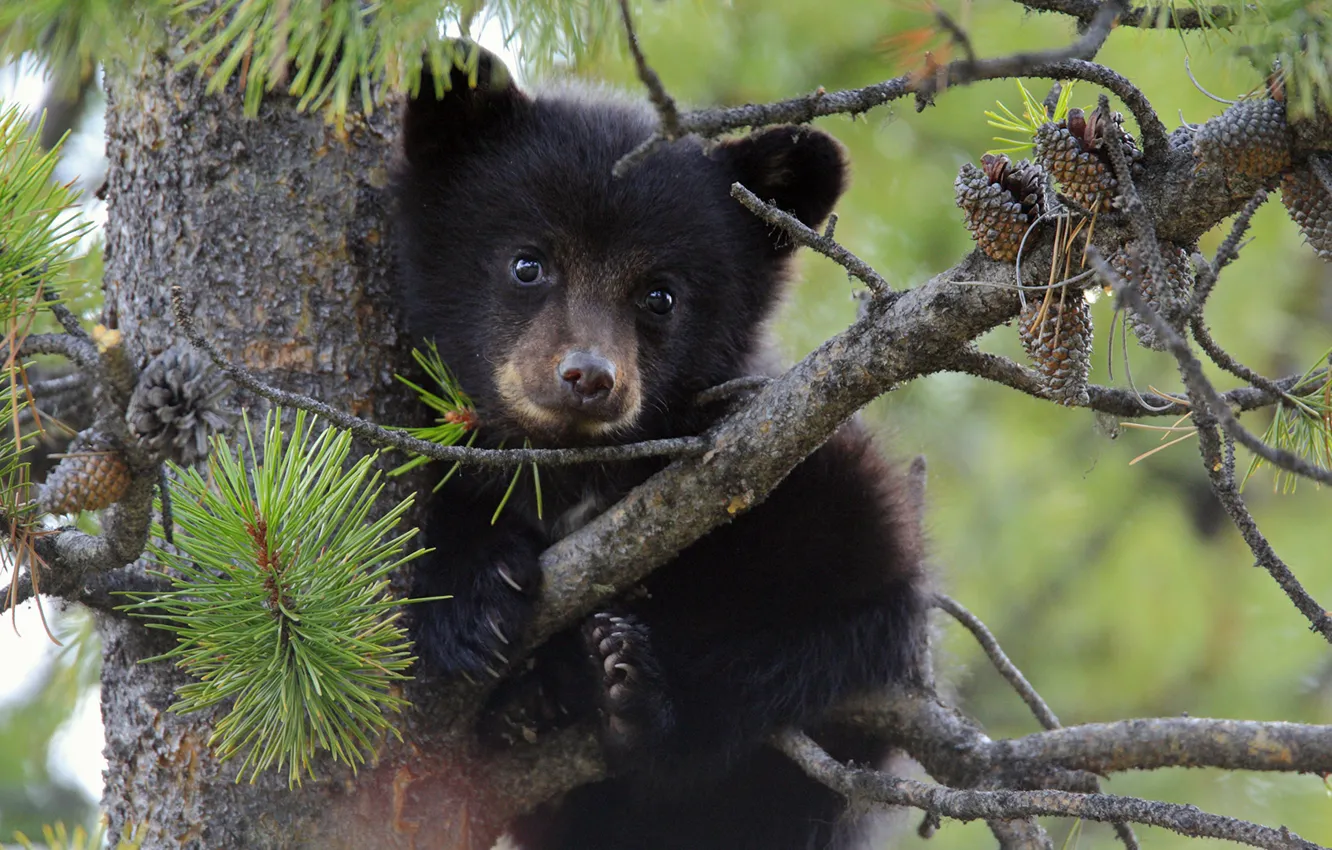 Фото обои дерево, медведь, медвежонок, шишки, сосна