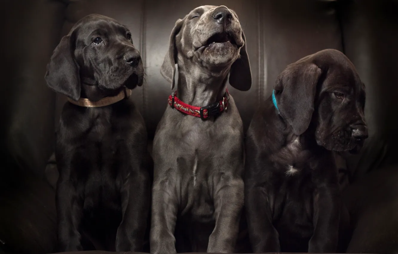 Фото обои собаки, щенки, трио, ария, троица, Немецкий дог, соло