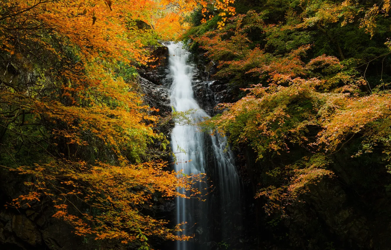 Фото обои осень, лес, листья, деревья, ветки, скала, водопад, желтые