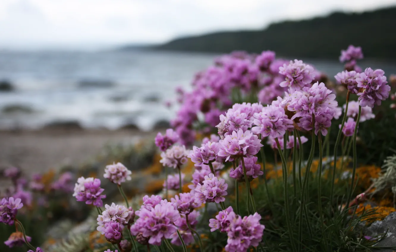 Фото обои макро, цветы, природа, берег, растения, Розовые