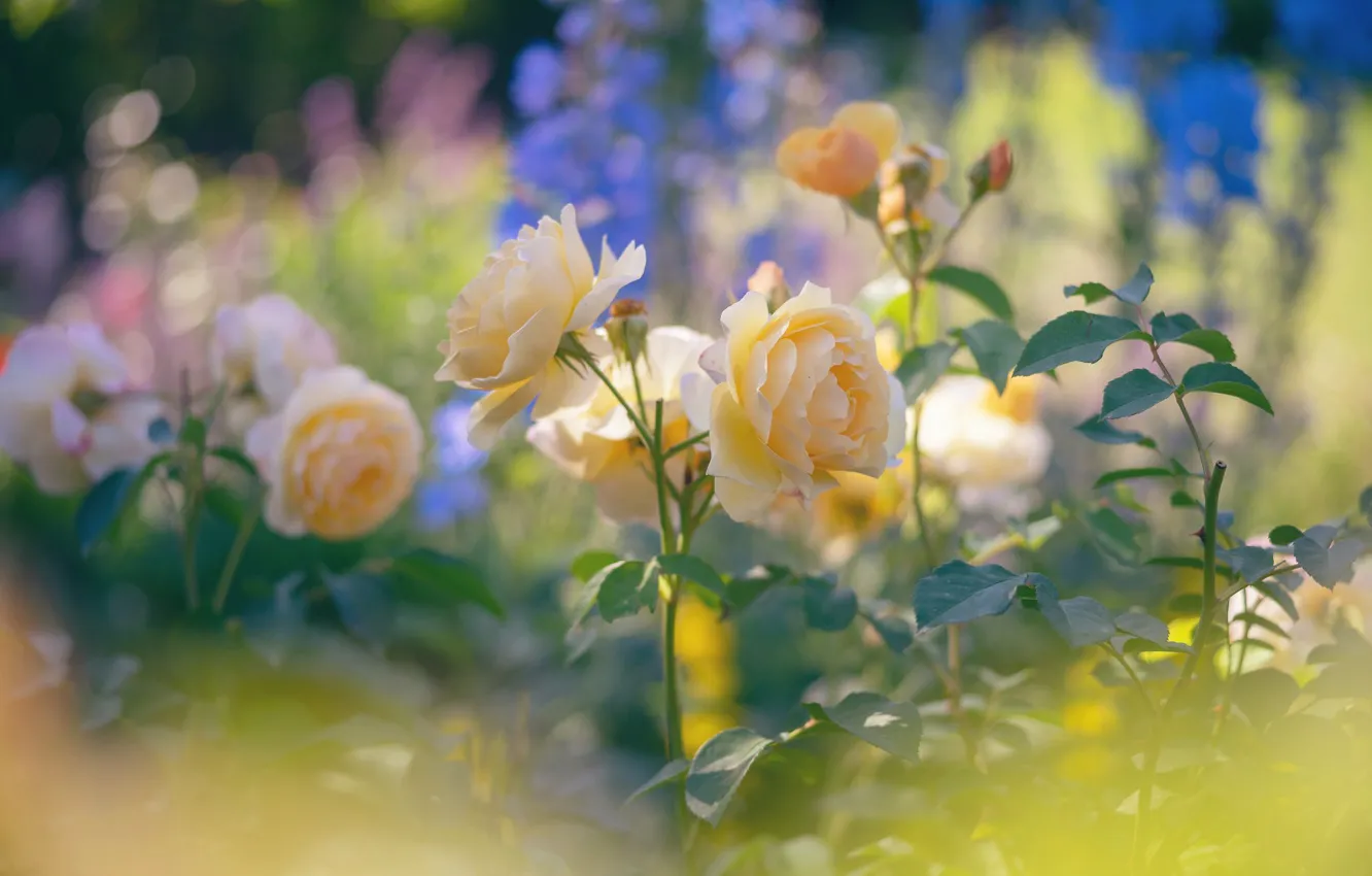 Фото обои розы, жёлтые, боке