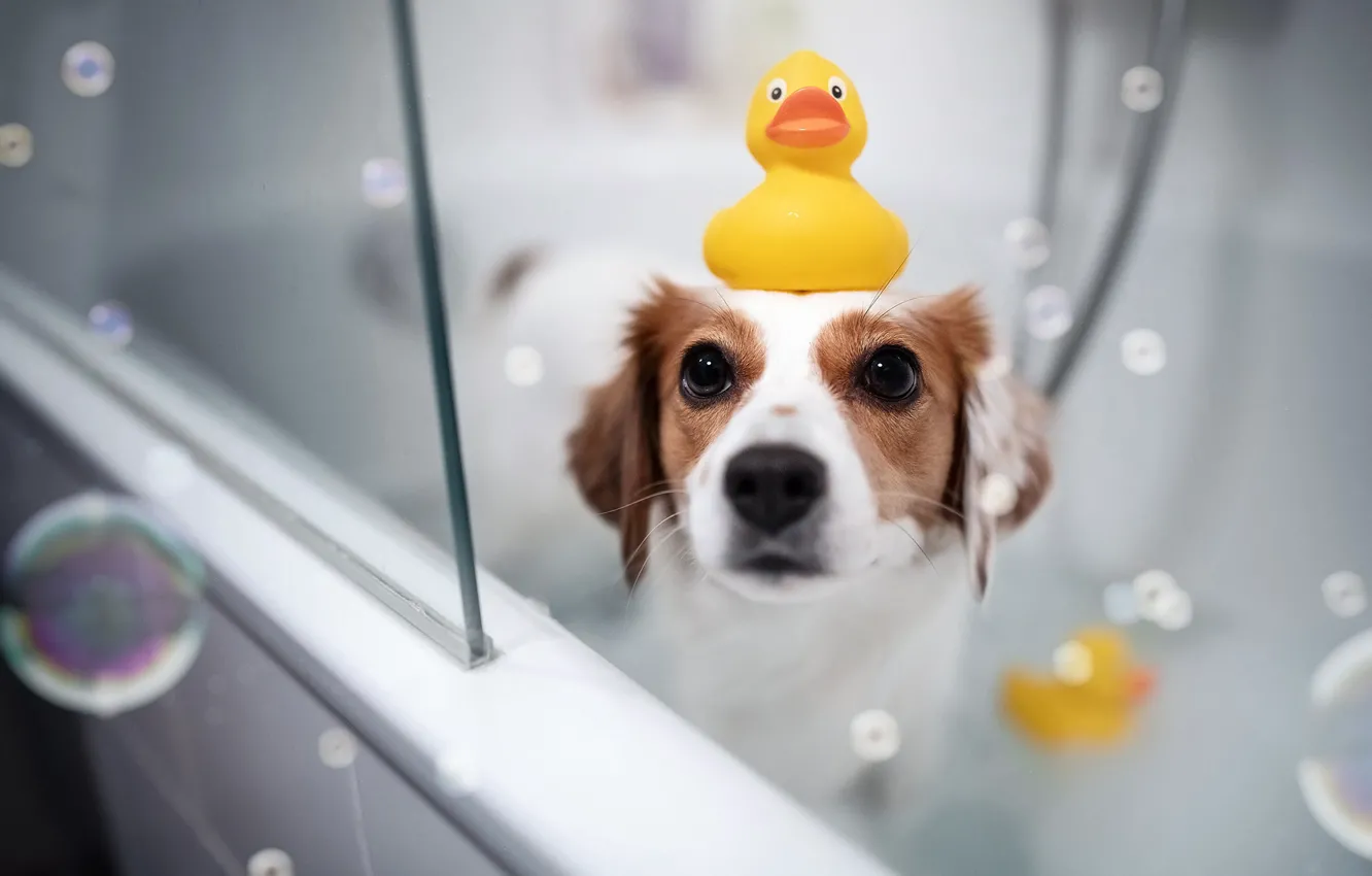 Фото обои взгляд, собака, мыльные пузыри, ванна, мордашка, уточка, Коикерхондье