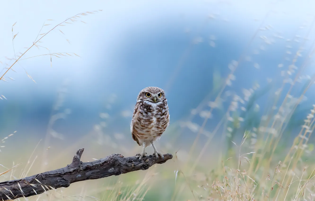 Фото обои поле, сова, ветка, field, branch, owl, Jie Fischer