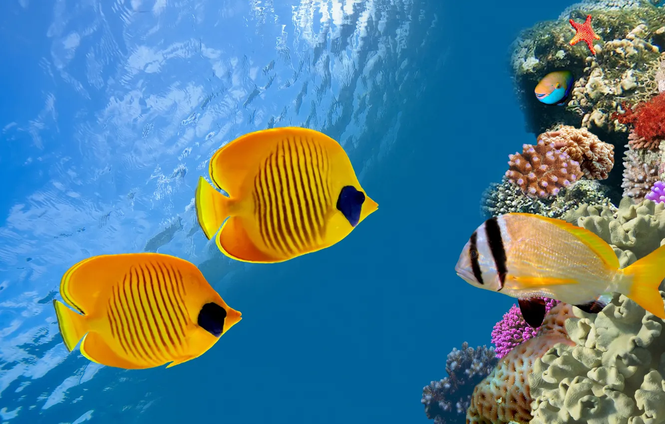 Фото обои underwater, ocean, fishes, tropical, reef