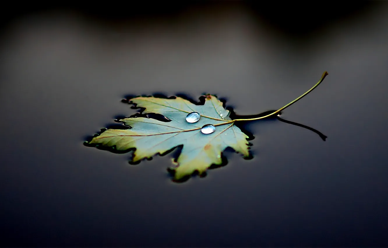 Фото обои вода, лист, черный, капля