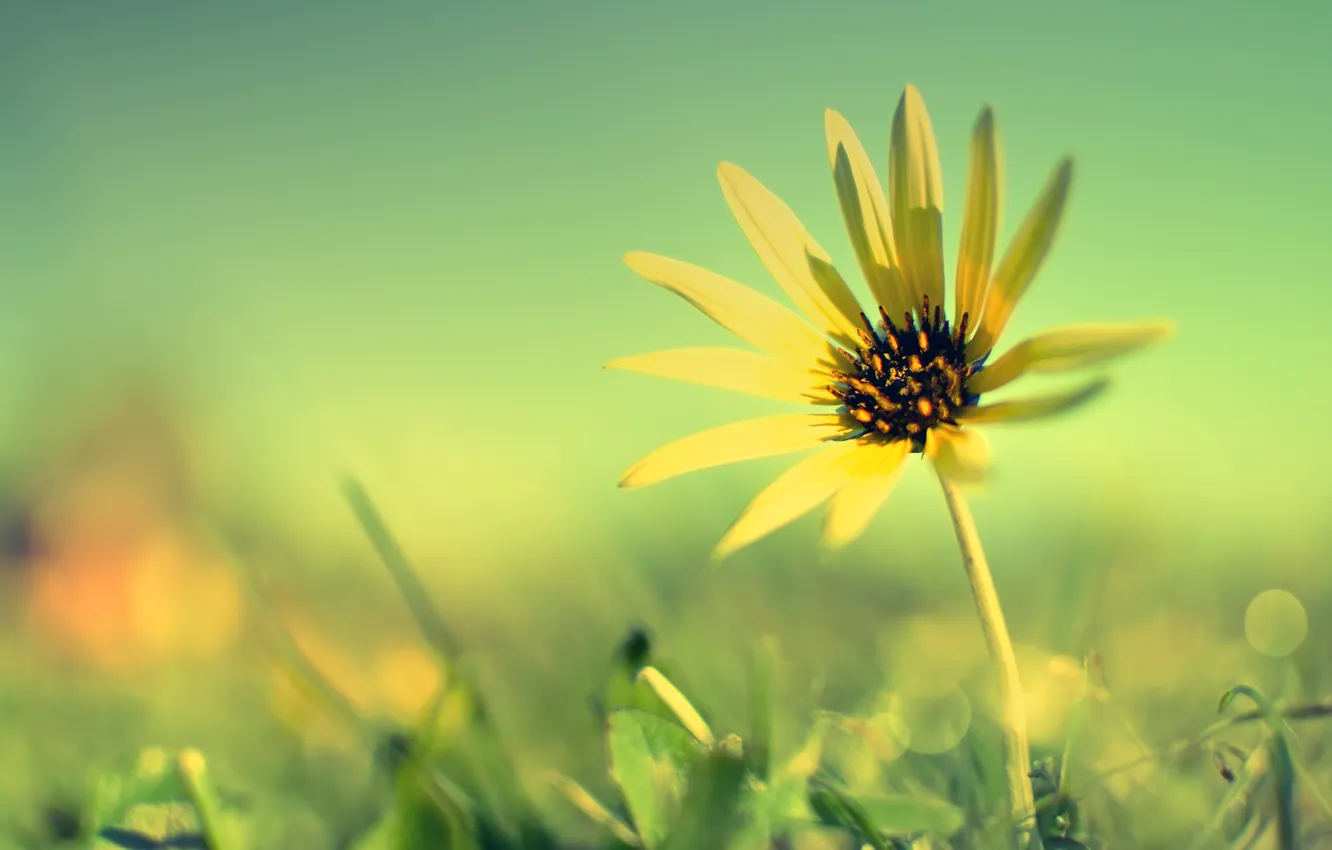 Фото обои макро, flower, sky, fields, sunflower
