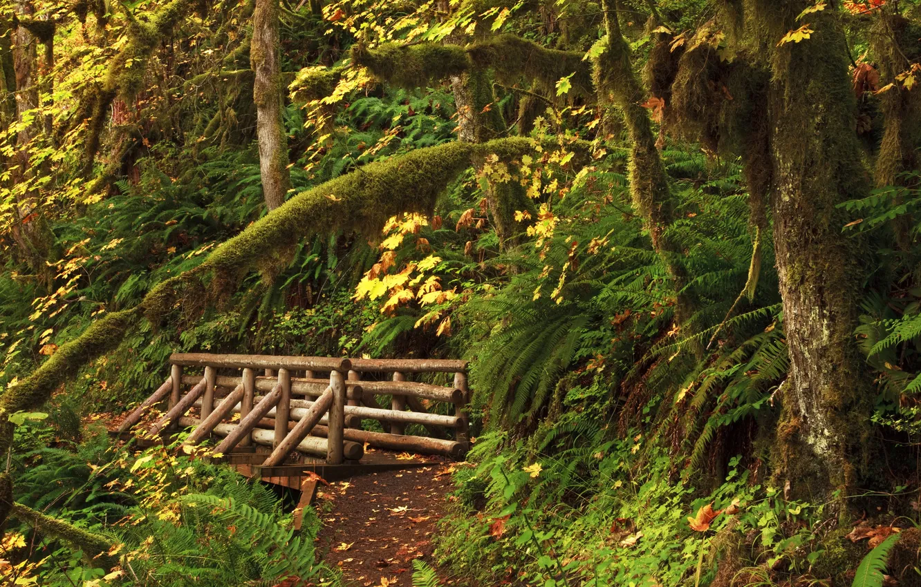 Фото обои лес, деревья, США, мостик, тропинка, кусты, Oregon, Upper Butte Creek Falls