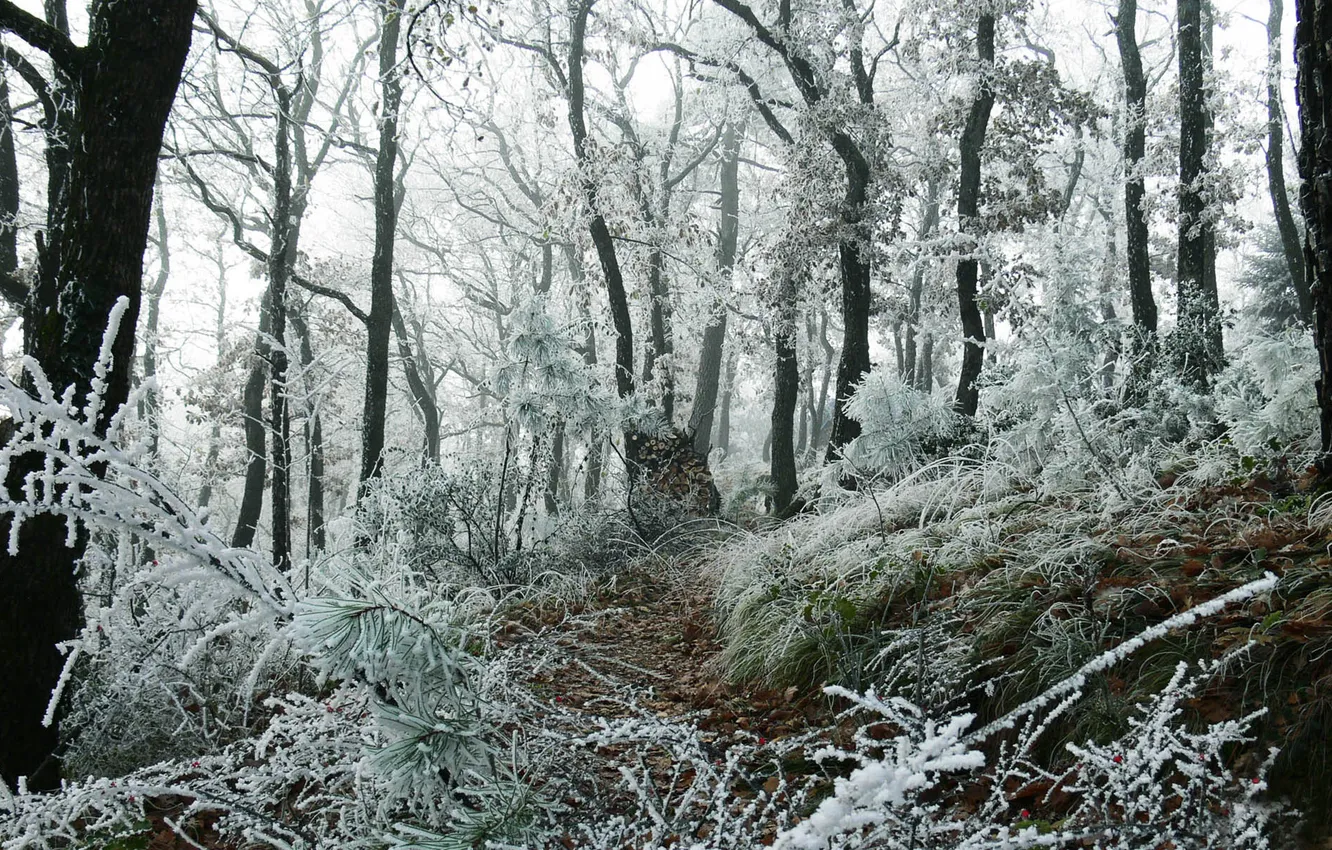 Фото обои зима, иней, лес, трава, снег, деревья, ветки, стволы