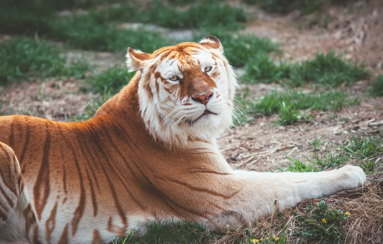 Фото обои отдых, хищник, дикая кошка, золотой тигр