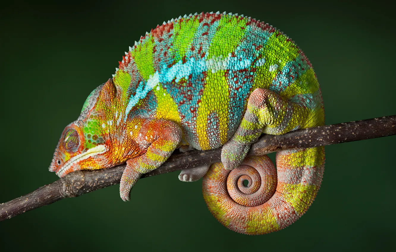 Фото обои reptile, Chameleon, color changing