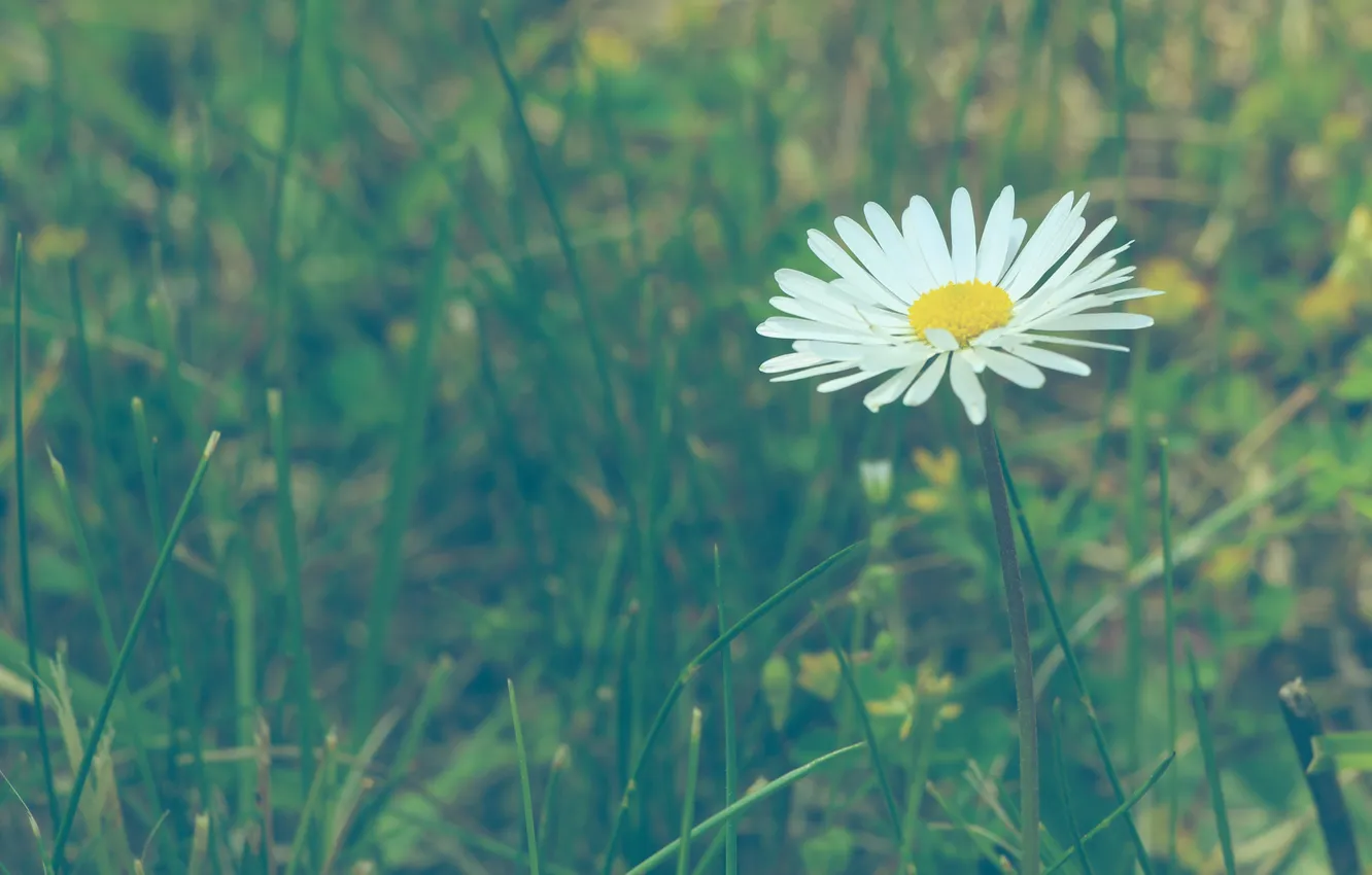 Фото обои white, daisy, blooming