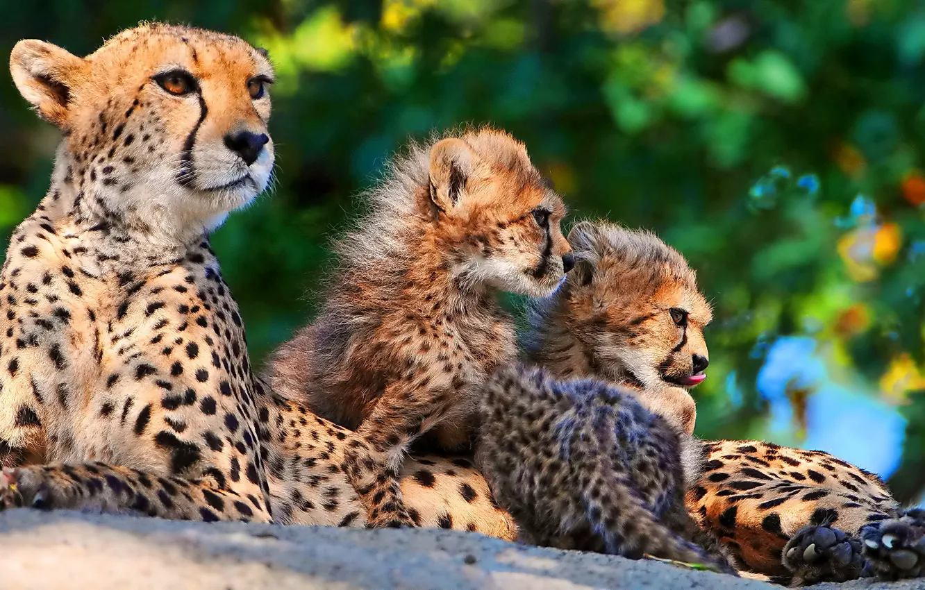 Фото обои семья, котята, гепард, мама, трое, мать