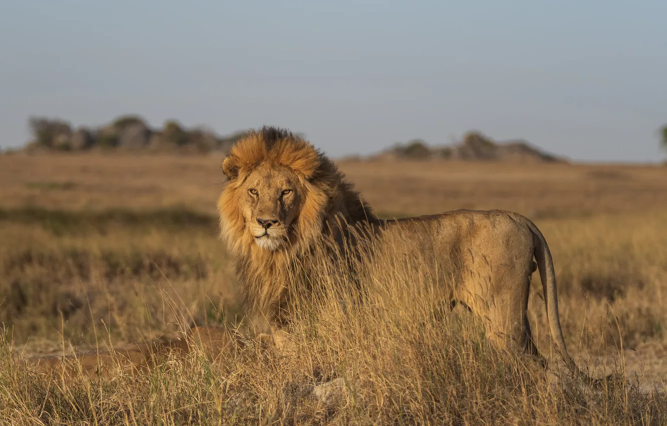Фото обои nature, big cat, lion. male