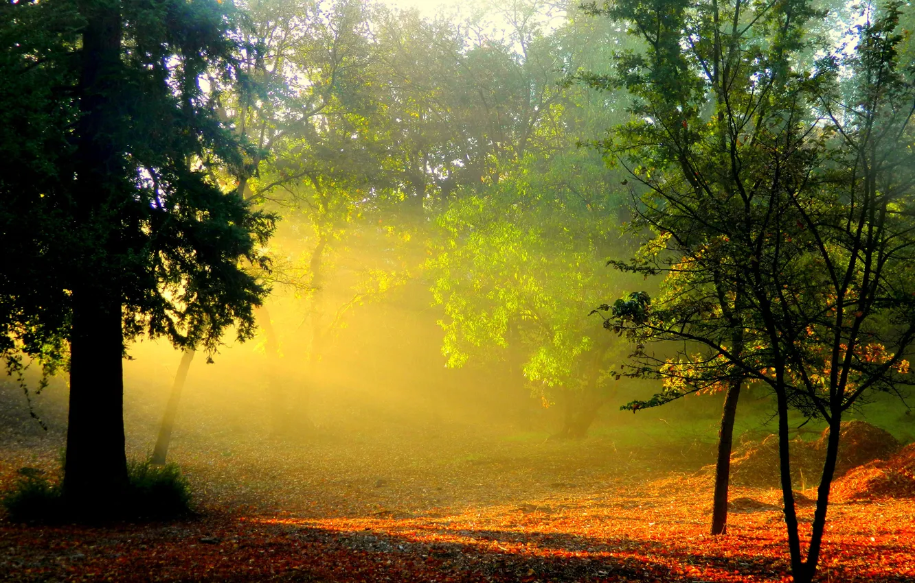 Фото обои парк, рассвет, Осень