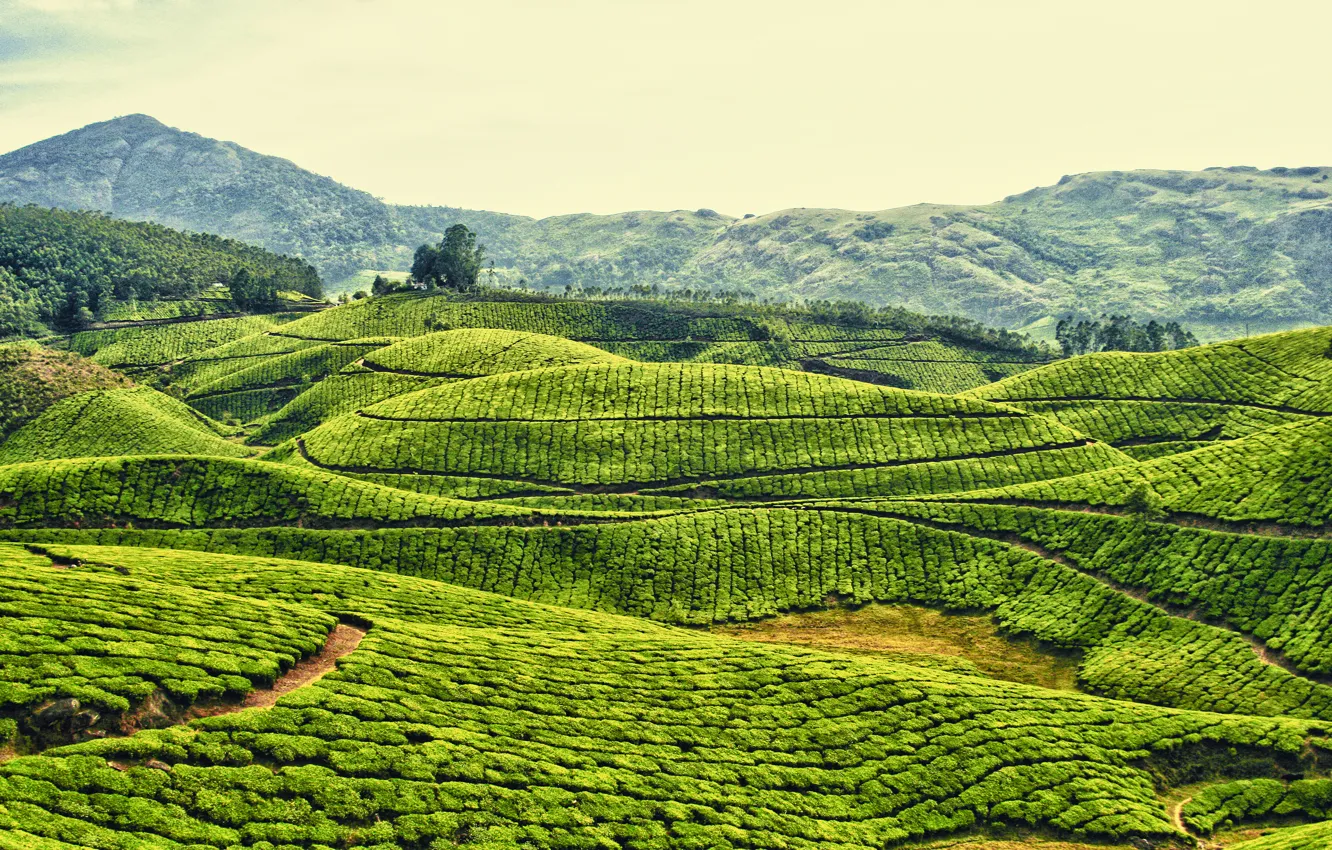 Фото обои поле, небо, горы, холмы, чай, плантация