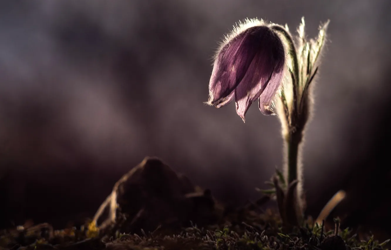 Фото обои лепестки, боке, прострел