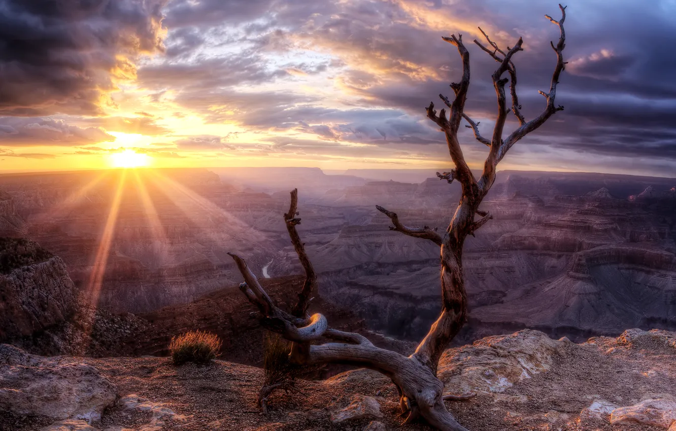 Фото обои rock, wood, Arizona, Sunset, sun, valley, Grand Canyon