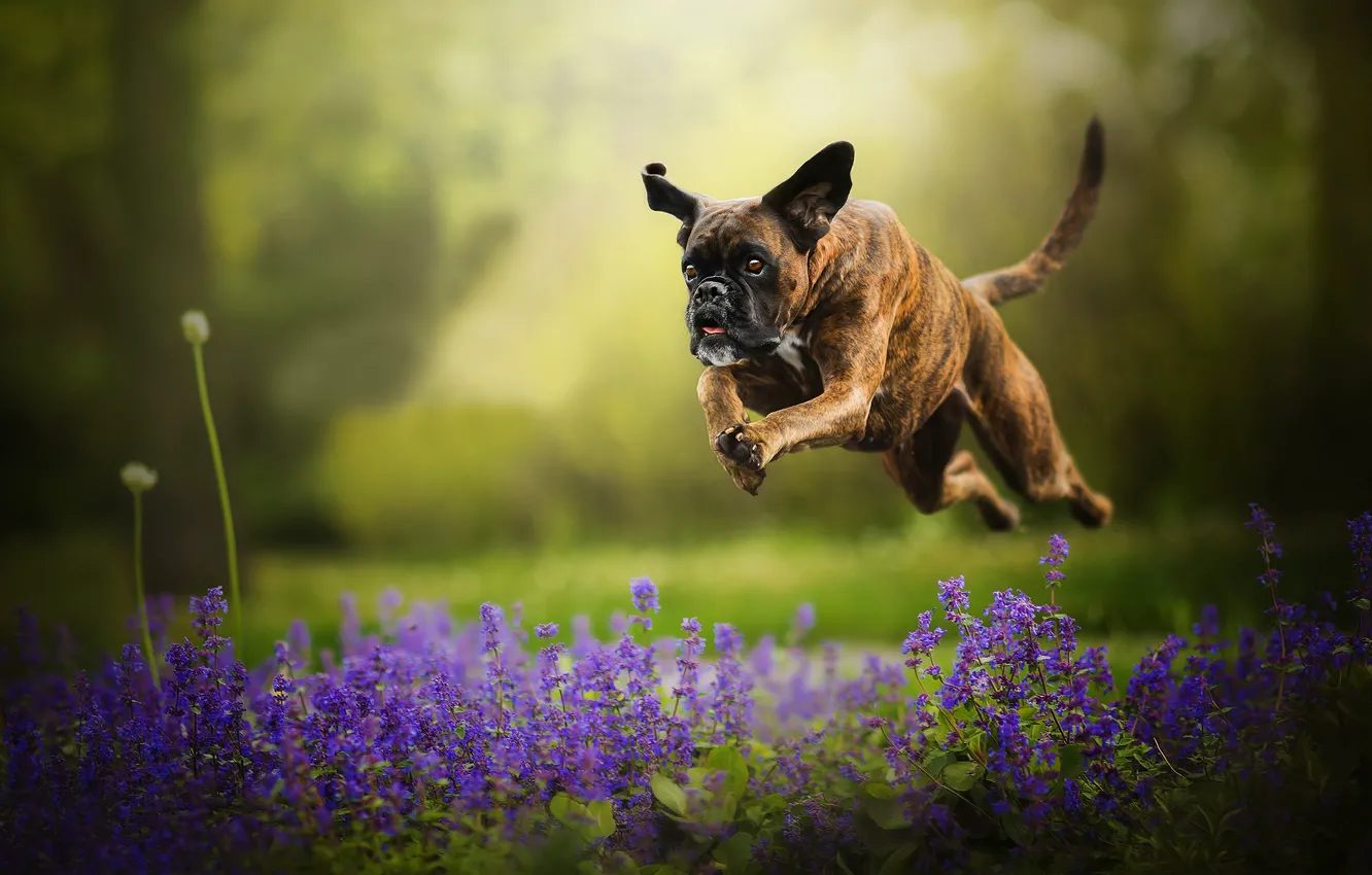 Фото обои цветы, прыжок, собака, бег, боке, боксёр, Tini