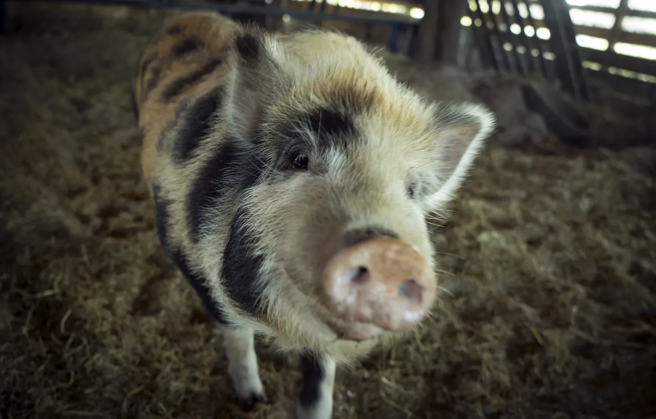 Фото обои сарай, animals, pig