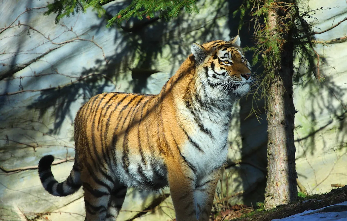 Фото обои тигр, хищник, амурский