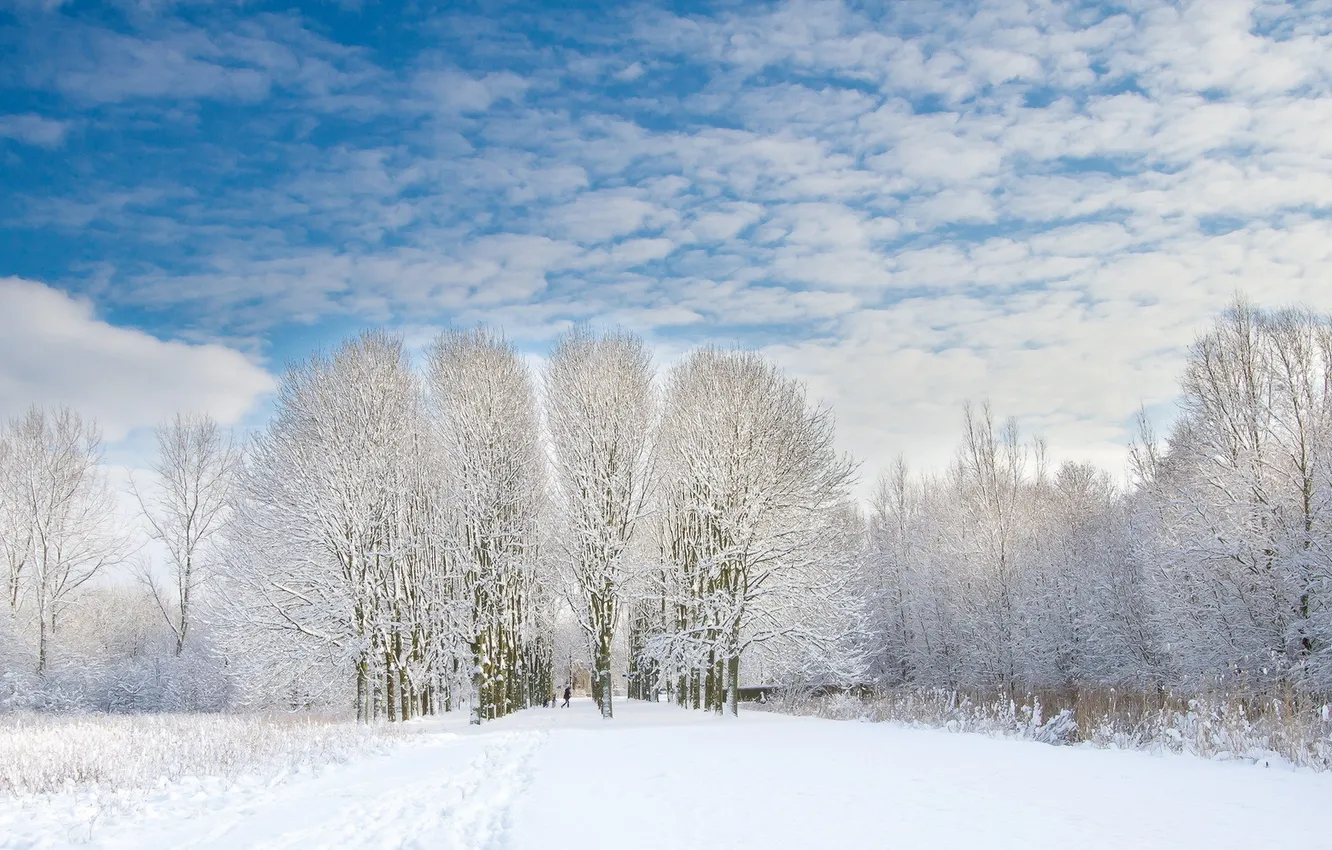 Фото обои зима, деревья, пейзаж