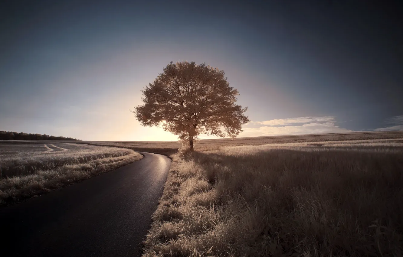 Фото обои дорога, небо, деревья