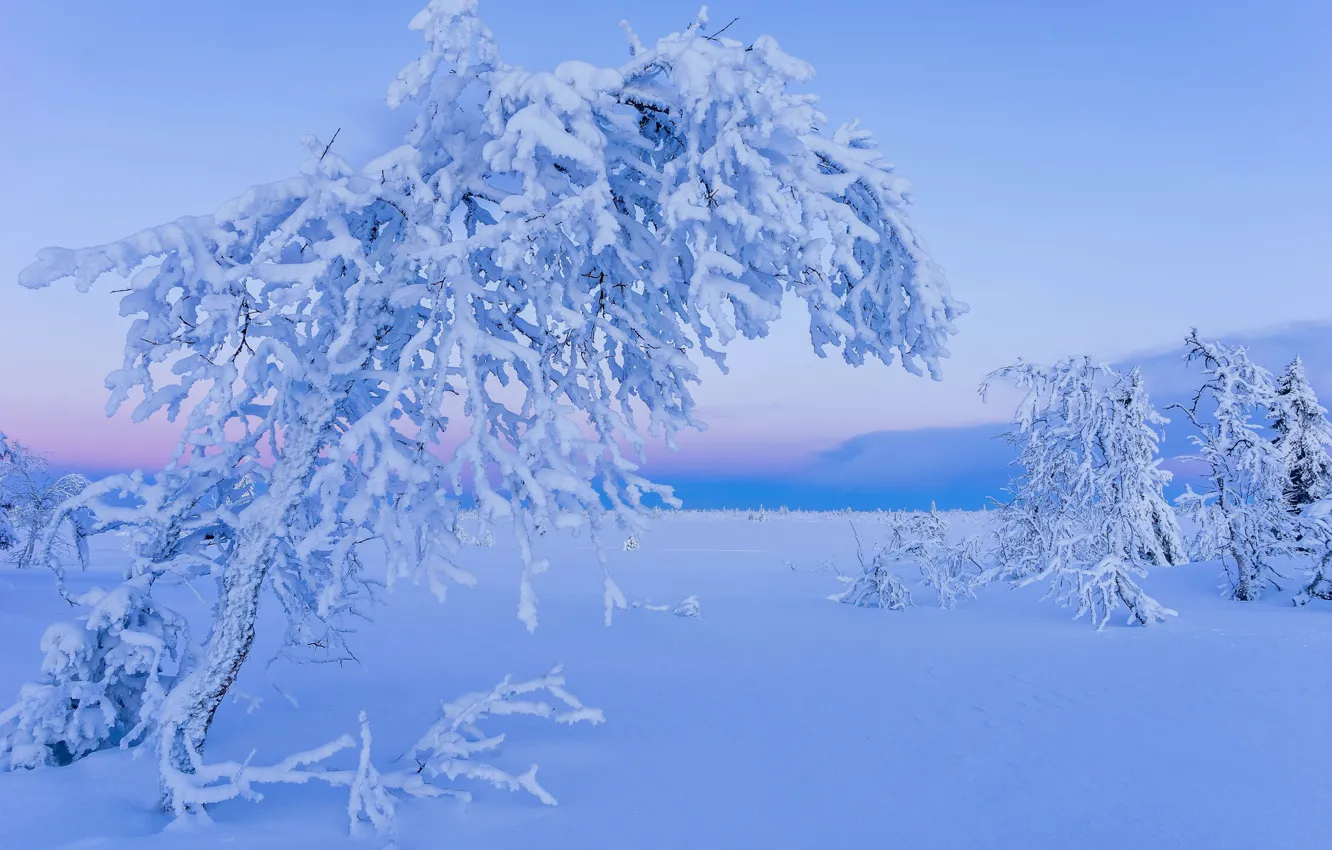 Фото обои зима, снег, деревья, Швеция, Sweden, Lapland, Лапландия, Gitsfjallets nature reserve